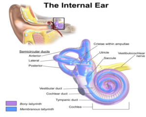 Feeling Foggy? A look at how your inner ear can affect the brain and cognitive thinking