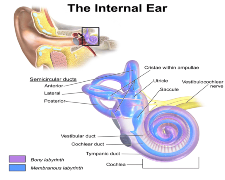 feeling-foggy-a-look-at-how-your-inner-ear-can-affect-the-brain-and